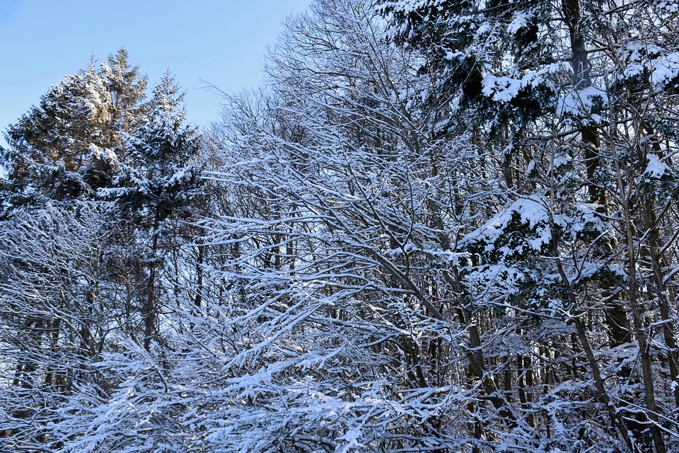 Fake Snow On Trees Toxic To Cats at Hollis Winter blog