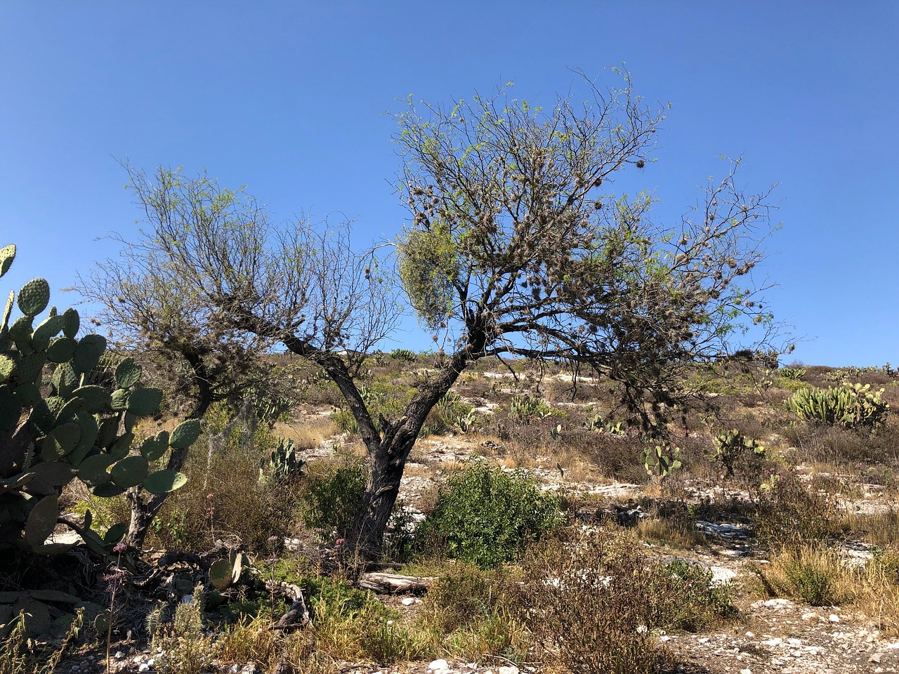 Mesquite Zone Kostenloses Foto auf Pixabay Pixabay