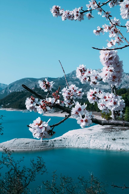Free Flower Nature photo and picture