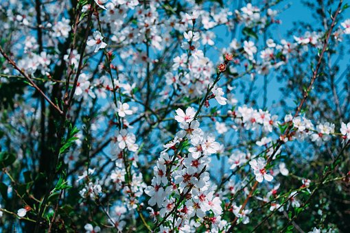 Free Almond Flower Background photo and picture