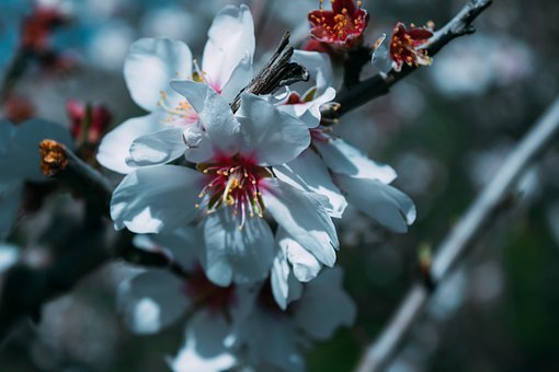 Free Flower Beautiful Flowers photo and picture