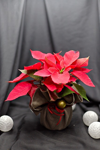 Free Mini Flowerpot Poinsettia photo and picture