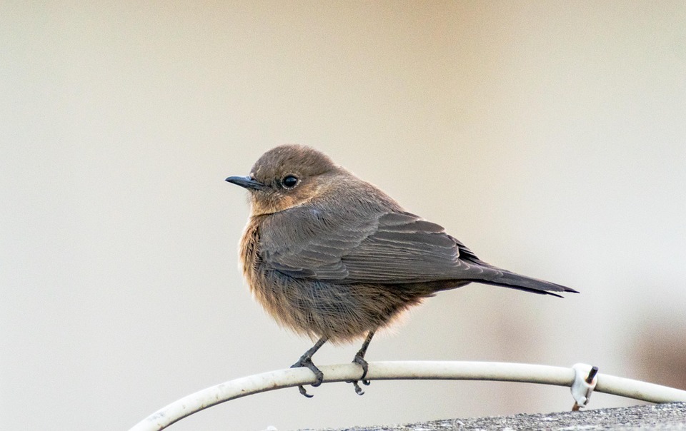 La simplicité de l'oiseau main image 0