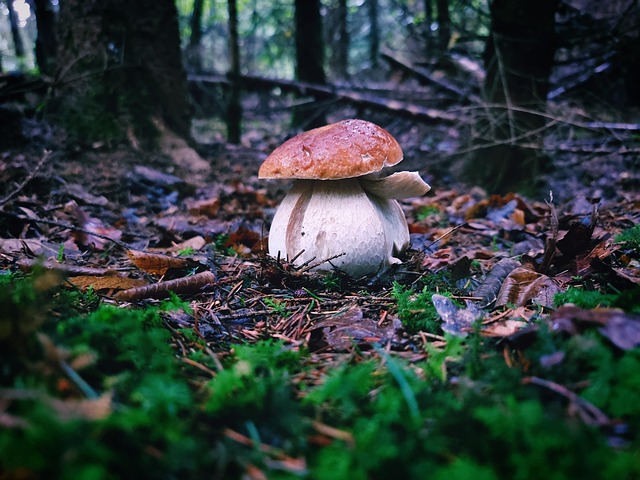 버섯, 자연, 풍경, 숲, 이끼, 떨어지다, 나뭇잎