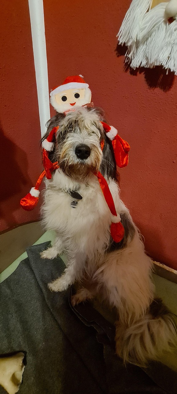 12 Einweg-Hundewickel Für Rüden – Saugfähige Bauchbänder, Verstellbar (Taille 12-19 Zoll), Weiß, Zum Schutz Vor Markieren