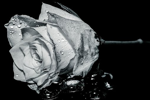 Rose, Blume, Botanik, Einfarbig, Blüte