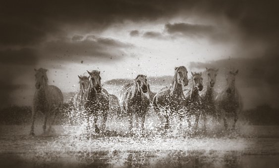 Equino, Mamífero, Cavalos, Natureza