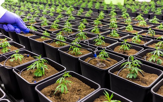 Free Cbd Hemp photo and picture