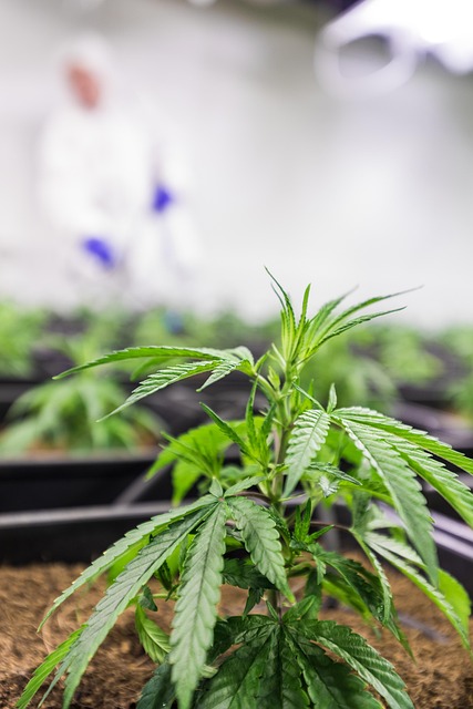 Free Cbd Hemp photo and picture