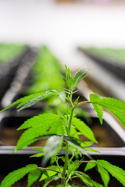 Free Cbd Hemp photo and picture