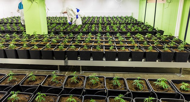 Free Cbd Hemp photo and picture