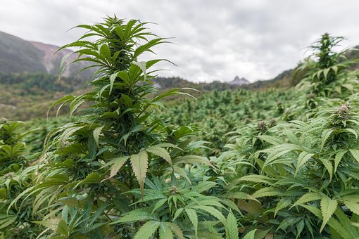 Free Cbd Hemp photo and picture