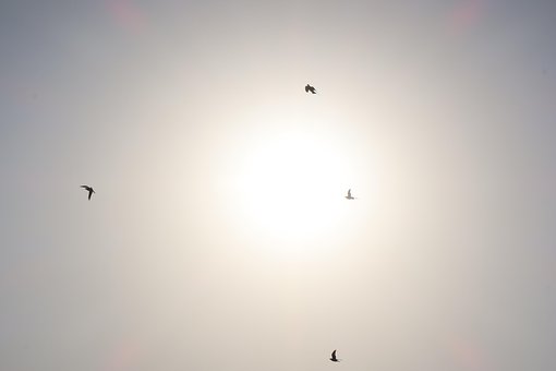 Free Flying Bird Beauty photo and picture