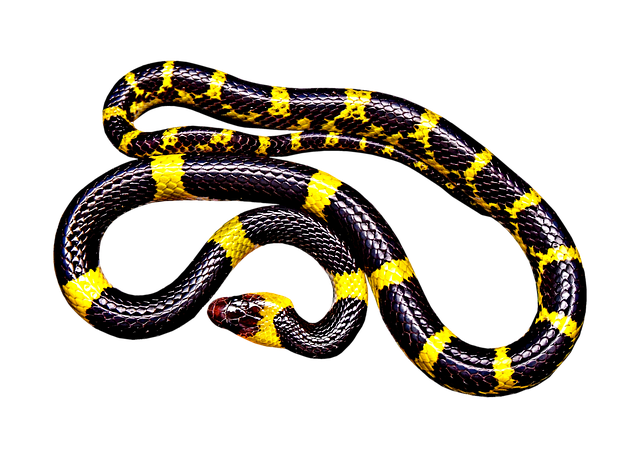 Free coral snake snake serpent illustration