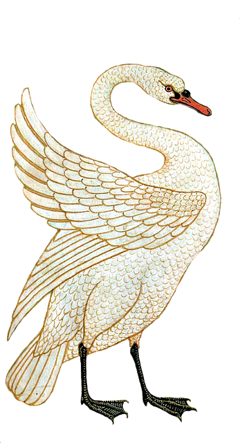 Schwan, Wasservögel, Seen, Teiche