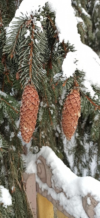 Winter Snow Christmas - Free photo on Pixabay - Pixabay