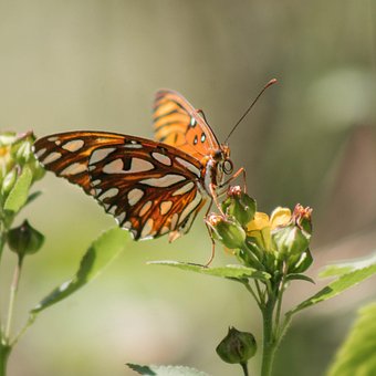 Free Butterfly Nature photo and picture