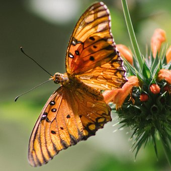 Free Gulf Fritillary Butterfly photo and picture