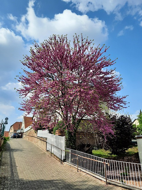 Free Spring Tree photo and picture