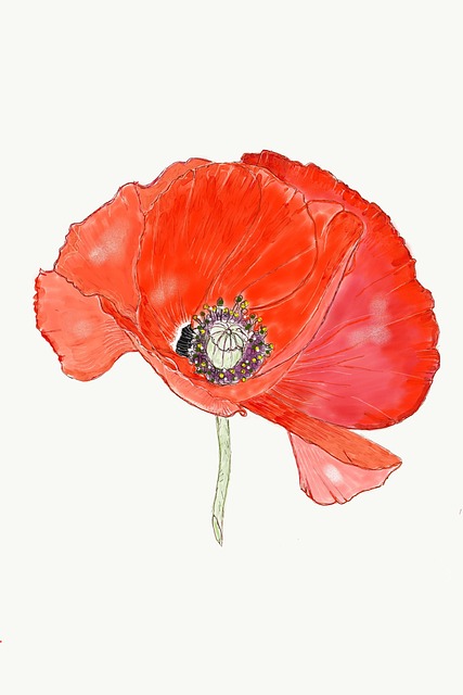 Free Poppy Red illustration and picture