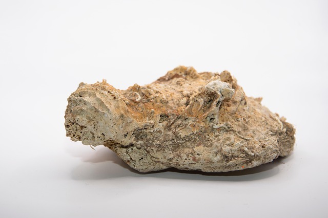 Fossil, Hülse, Meer, Stein