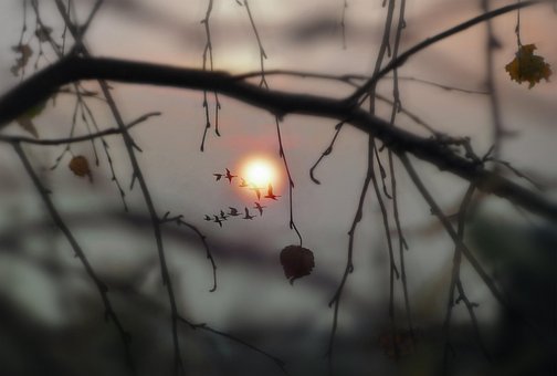 Árbol, Atardecer, Naturaleza