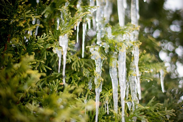 Free Ice Winter photo and picture