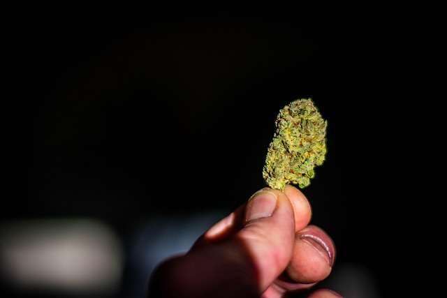 Free Plant Weed photo and picture