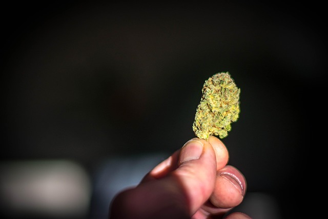 Free Plant Weed photo and picture