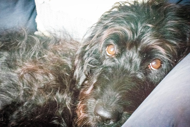 Free Dog Canine photo and picture