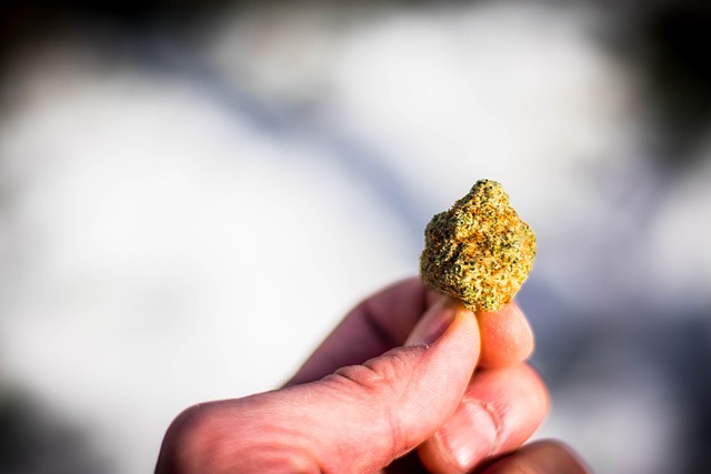 Free Weed Bud photo and picture