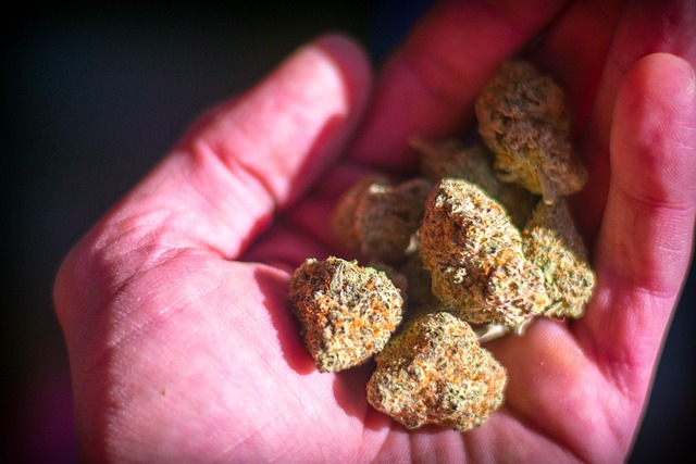 Free Pot Weed photo and picture