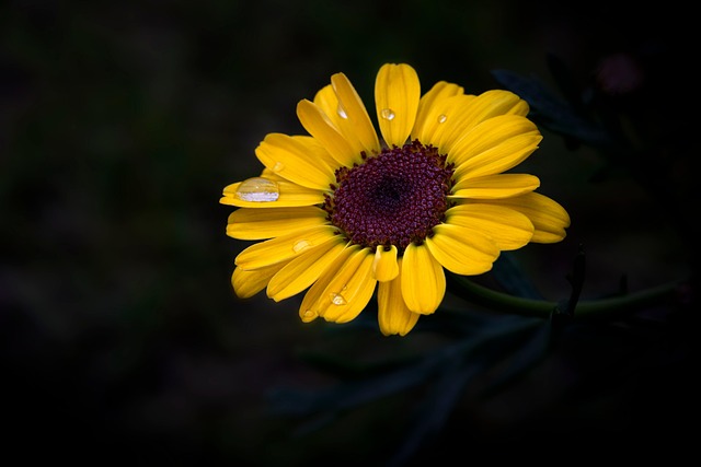 Geel, Bloem Achtergrond, Bloem