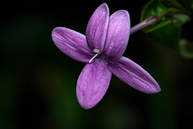 Purper, Mooie Bloemen, Bloem