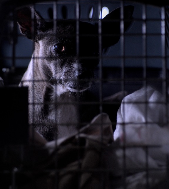 Free Cage Dog photo and picture