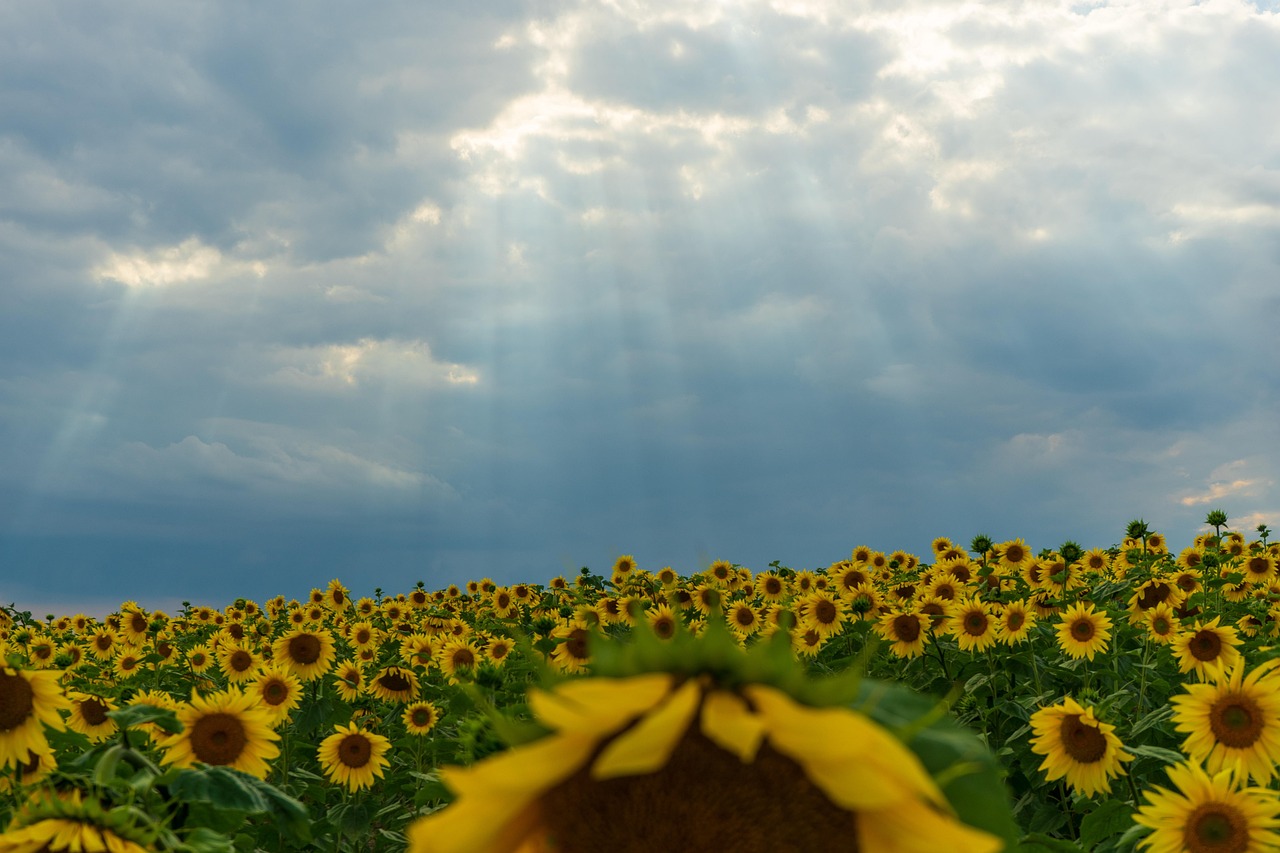 girasoles-campo-cielo-foto-gratis-en-pixabay-pixabay