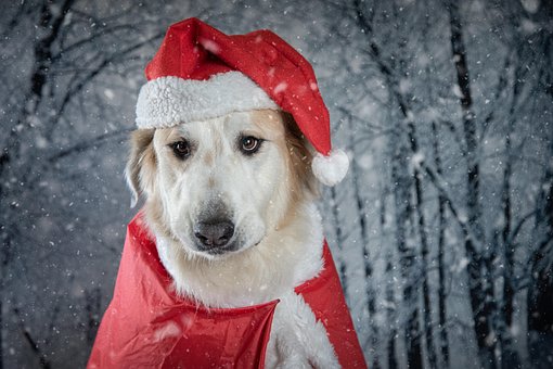 Weihnachten, Hund, Weihnachtszeit, Tier