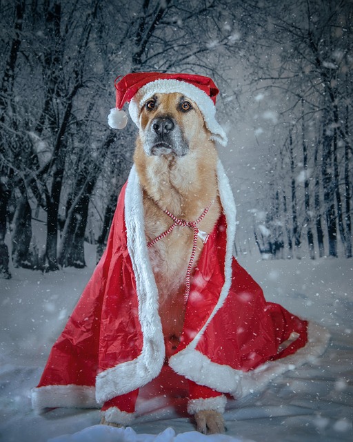 Hund, Weihnachtsmann, Weihnachten