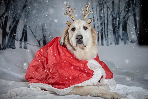 Weihnachten, Hund, Weihnachtszeit