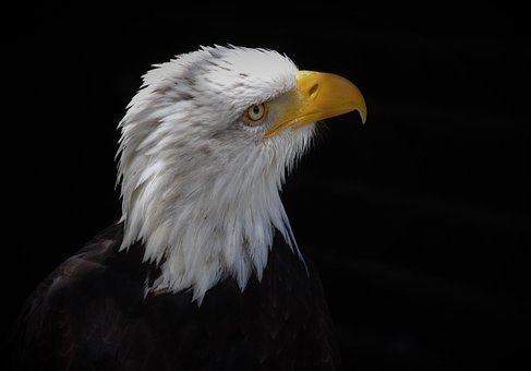 Águia, Águia De Cauda Branca, Raptor
