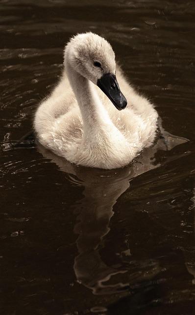 Free Swan Bird photo and picture