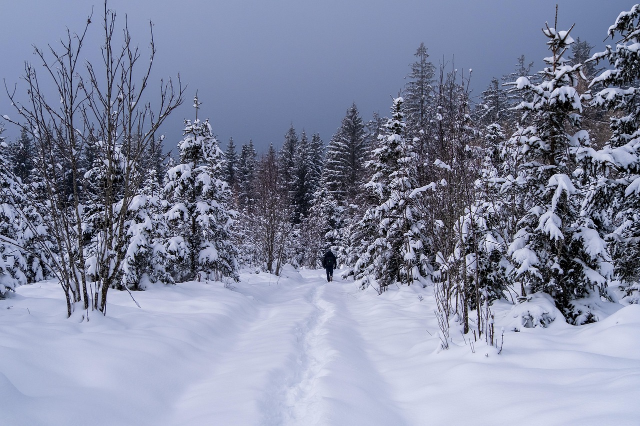 Winter - free online jigsaw puzzle photo