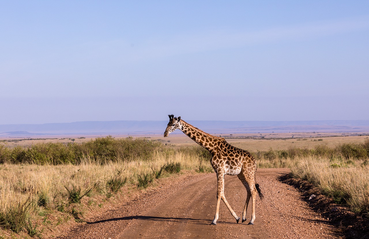Giraffe Safari Savannah Free photo on Pixabay Pixabay