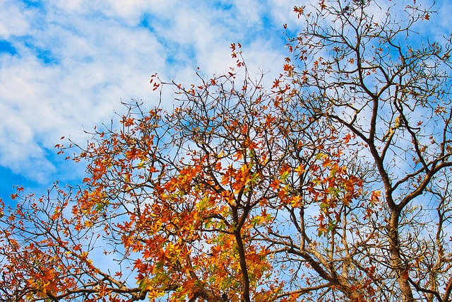 Free Red Leaf Barringtonia Acutangula photo and picture