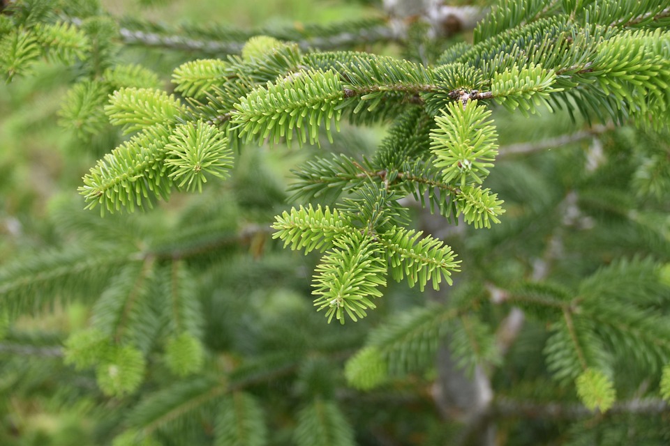 Fir Tree Branch Spruce Christmas - Free photo on Pixabay