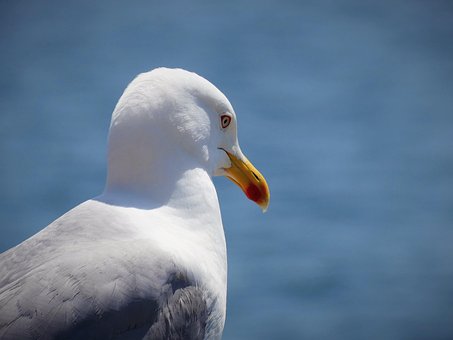 Gaivota, Pássaro, Aves Marinhas