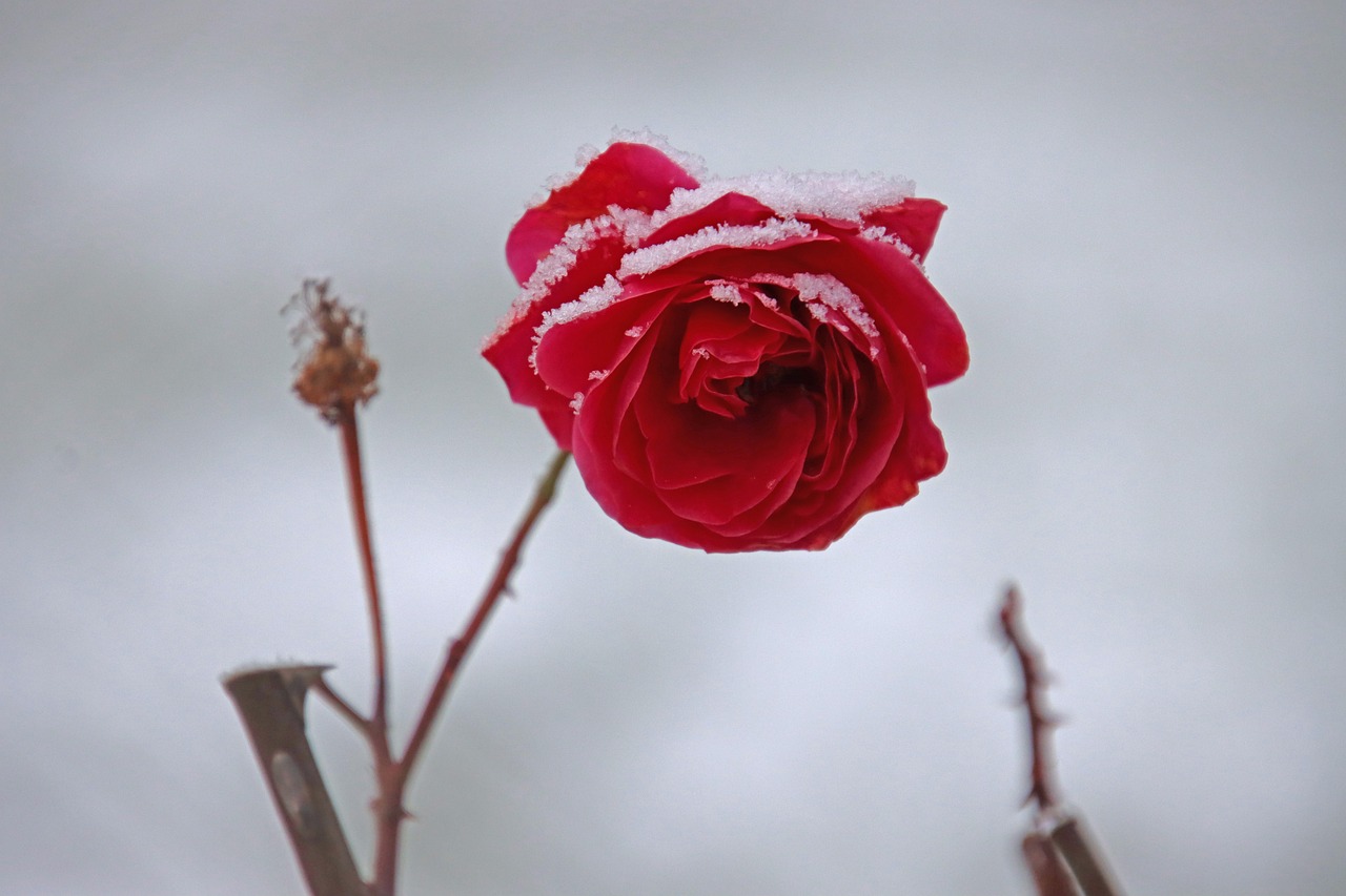 400 000 Free Rose Flower Rose Photos Pixabay 400 000 Free Rose Flower Rose Photos Pixabay