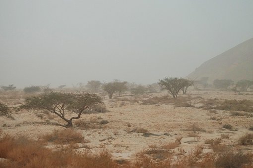 Free Acacia Desert photo and picture
