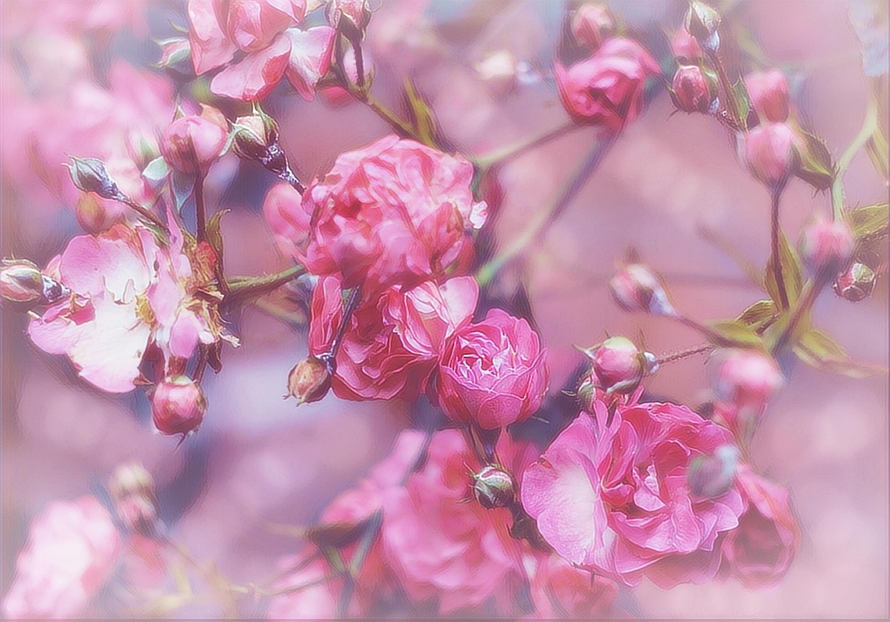 Fleurs Roses Rose Le - Photo gratuite sur Pixabay - Pixabay