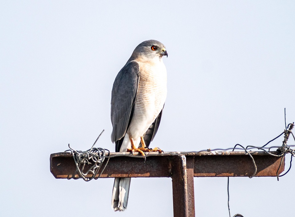 Cooper Hawk Bird Of Prey - Free photo on Pixabay